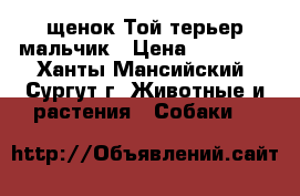 щенок Той-терьер мальчик › Цена ­ 10 000 - Ханты-Мансийский, Сургут г. Животные и растения » Собаки   